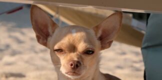 foto cane influencer dog-lover