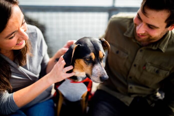 Giornata internazionale del cane Foto di Chewy on Unsplash Giornata internazionale del cane Foto di Chewy on Unsplash