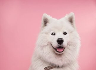 educare-il-cane