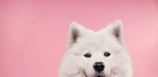 educare-il-cane