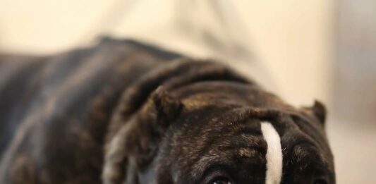 non-pulire-le-feci-del-cane