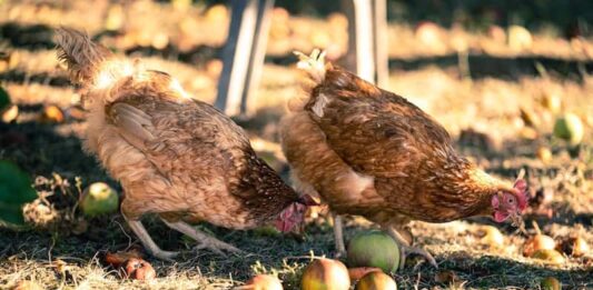 alimenti per galline mele Foto di Olivier Mary on Unsplash