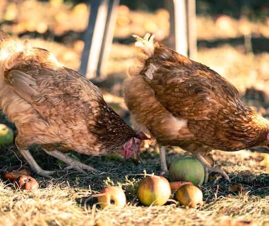 alimenti per galline mele Foto di Olivier Mary on Unsplash