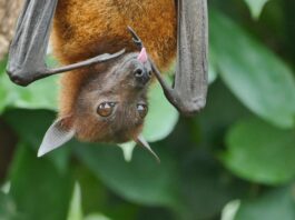Pipistrelli e Covid-19 pipistrello