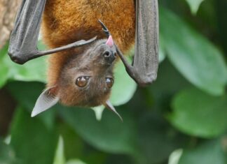Pipistrelli e Covid-19 pipistrello