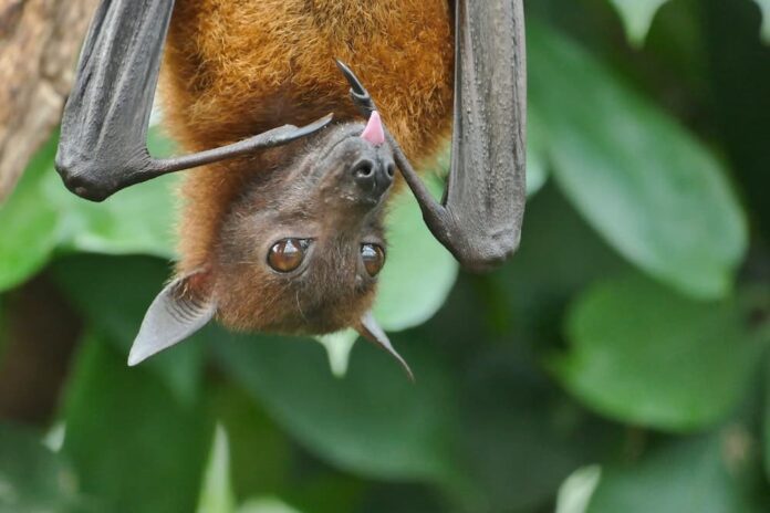 Pipistrelli e Covid-19 pipistrello Pipistrelli e Covid-19 pipistrello