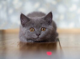 Il gioco con il puntatore laser può essere frustrante per il gatto gioco puntatore laser gatto