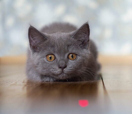 gioco puntatore laser gatto