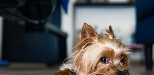 tumori ovarici nel cane