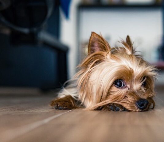 tumori ovarici nel cane