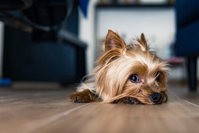 tumori ovarici nel cane tumori ovarici nel cane