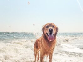vacanze-con-il-cane-in-aereo