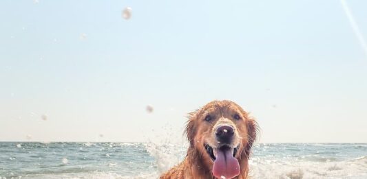 vacanze-con-il-cane-in-aereo