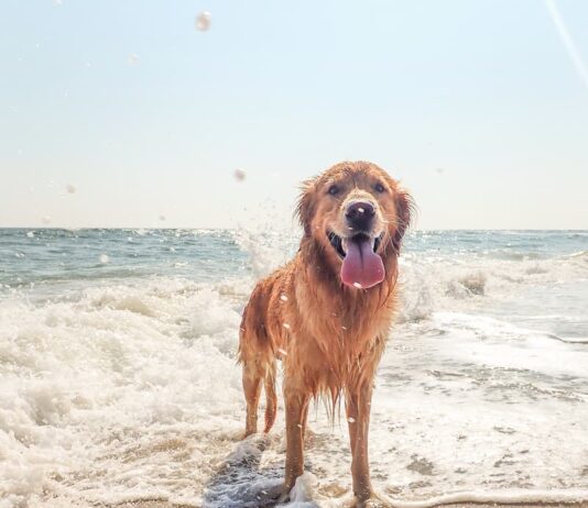 Vacanze con il cane in auto, treno o aereo? ecco cosa sapere vacanze-con-il-cane-in-aereo