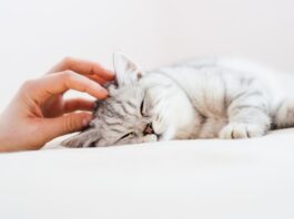 Anestesia nel cane e nel gatto gatto