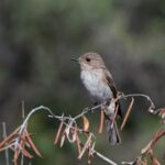 EuroBirdwatch 2021 Milano Ph Maria Teresa Mosna