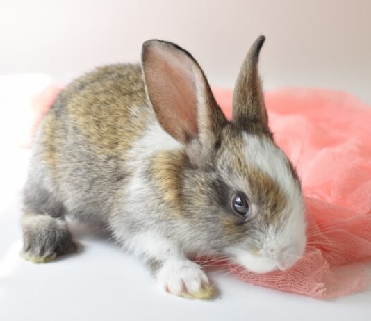 Urine rosse nel coniglio