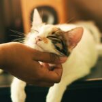 come il gatto vede l’uomo carezze Foto di Yerlin Matu on Unsplash