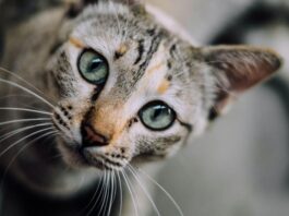 Come il gatto vede l’uomo: la sua percezione dell’essere umano come il gatto vede l’uomo occhi foto di Chaiyaporn Atakampeewong