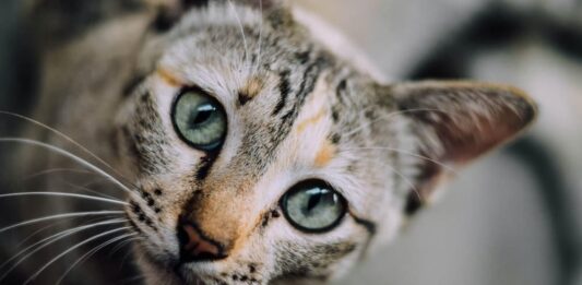 come il gatto vede l’uomo occhi foto di Chaiyaporn Atakampeewong