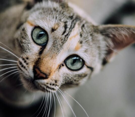 come il gatto vede l’uomo occhi foto di Chaiyaporn Atakampeewong