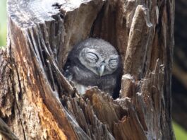 Come e dove dormono gli uccelli? Ecco cosa fanno quando è l’ora di andare a nanna dormono gli uccelli civetta
