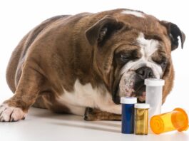 farmaci umani per animali