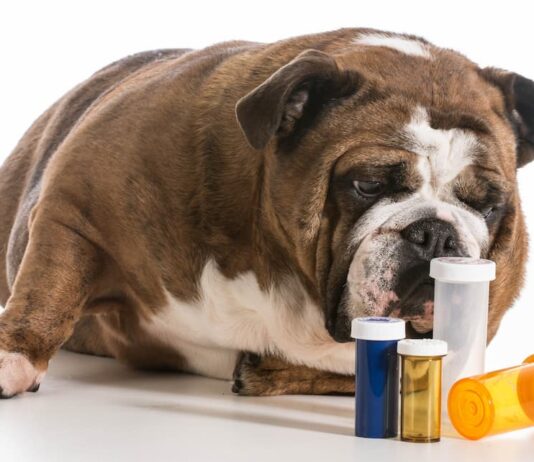 Farmaci umani per animali da compagnia farmaci umani per animali
