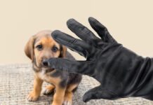 furti di animali cucciolo