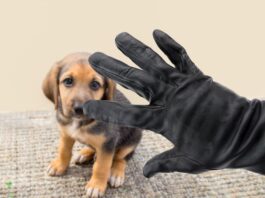 furti di animali cucciolo