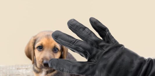 Nel Regno Unito nuovo reato penale contro i furti di animali domestici furti di animali cucciolo