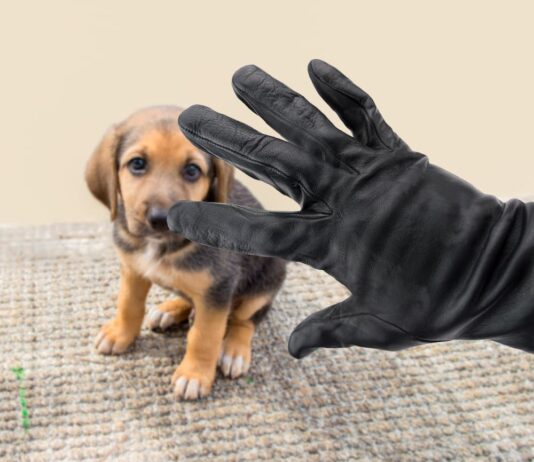 furti di animali cucciolo