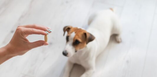 Quando e perché utilizzare gli integratori alimentari per animali da compagnia integratori alimentari per animali da compagnia Cane