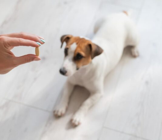 integratori alimentari per animali da compagnia Cane