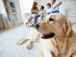 Per il 91% degli italiani gli animali sono veri e propri membri della famiglia italiani e gli animali Famiglia animali domestici
