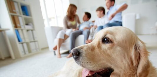Per il 91% degli italiani gli animali sono veri e propri membri della famiglia italiani e gli animali Famiglia animali domestici