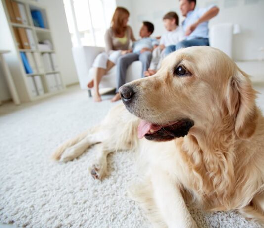 italiani e gli animali Famiglia animali domestici