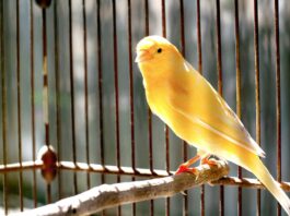 longevità degli uccelli canarino