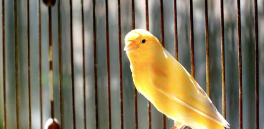 Quanto vive un canarino o un pappagallo? Tutto sulla longevità degli uccelli longevità degli uccelli canarino