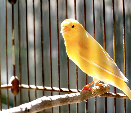 Quanto vive un canarino o un pappagallo? Tutto sulla longevità degli uccelli longevità degli uccelli canarino