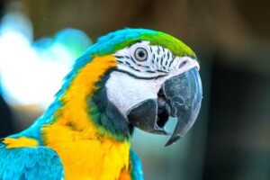 longevità degli uccelli pappagallo Ara