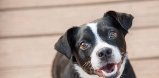 patologie dentali nei cani