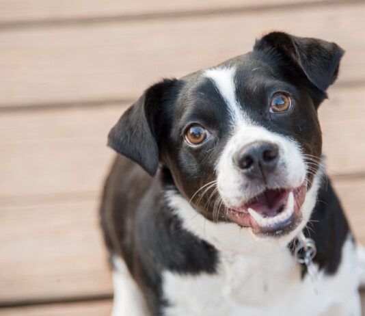 Le patologie dentali nei cani non sono da sottovalutare patologie dentali nei cani