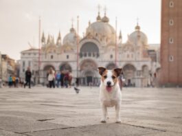 mete pet friendly