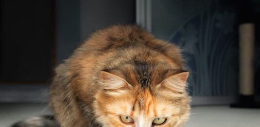 mosche negli animali domestici gatto