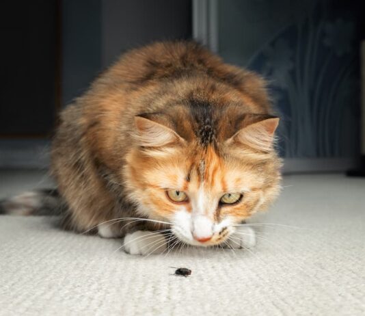 Miasi: quando le mosche negli animali domestici diventano un serio problema mosche negli animali domestici gatto
