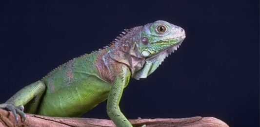 muta nei rettili iguana