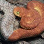 muta nei rettili serpente