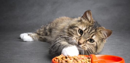 pigrizia dei gatti cibo