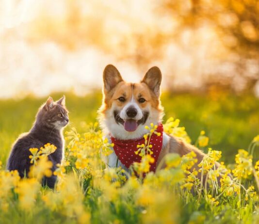 Purina futuro selenio negli animali domestici